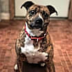 Thumbnail photo of DAISY #2
