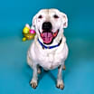 Thumbnail photo of Snowball #1