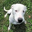 Thumbnail photo of Snowball #3