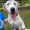 Thumbnail photo of Snowball #4