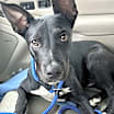 Thumbnail photo of Bojangles #1