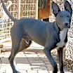 Thumbnail photo of Bojangles #2