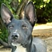 Thumbnail photo of Bojangles #3