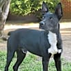 Thumbnail photo of Bojangles #4