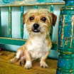 Thumbnail photo of Lucho #2
