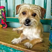 Thumbnail photo of Lucho #4