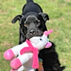 Thumbnail photo of Ace #3