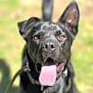 Thumbnail photo of Ace #1