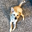 Thumbnail photo of Tigger #3