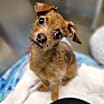 Thumbnail photo of BooBoo #3
