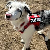 Thumbnail photo of Yoshi #1