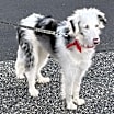 Thumbnail photo of Yoshi #2