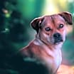Thumbnail photo of Penny #1