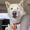 Thumbnail photo of Bolt #4