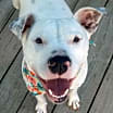 Thumbnail photo of SUGAR #1