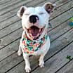 Thumbnail photo of SUGAR #2