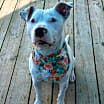 Thumbnail photo of SUGAR #3