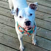 Thumbnail photo of SUGAR #4