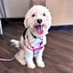 Thumbnail photo of Champ #1