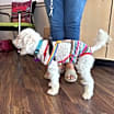 Thumbnail photo of Champ #3