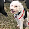 Thumbnail photo of Champ #4