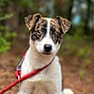 Thumbnail photo of Brandy #2