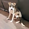 Thumbnail photo of Brandy #4