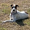 Thumbnail photo of Shasta Lili #1