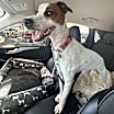 Thumbnail photo of Shasta Lili #2