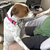 Thumbnail photo of Shasta Lili #3