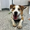 Thumbnail photo of Dog of the Month! #1