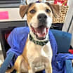 Thumbnail photo of Dog of the Month! #2