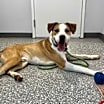 Thumbnail photo of Dog of the Month! #3