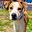 Thumbnail photo of Dog of the Month! #4