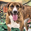 Thumbnail photo of Ranger #1