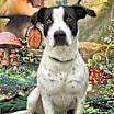 Thumbnail photo of Harvey #1