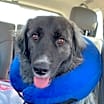 Thumbnail photo of Sadie #2