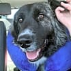 Thumbnail photo of Sadie #3