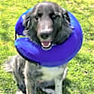 Thumbnail photo of Sadie #4