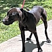 Thumbnail photo of Balto #1