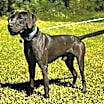 Thumbnail photo of Balto #2