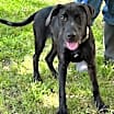 Thumbnail photo of Balto #3