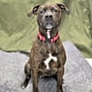 Thumbnail photo of Willow #2