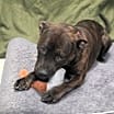 Thumbnail photo of Willow #3