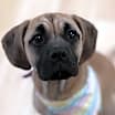 Thumbnail photo of Maddie #2