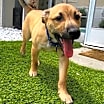 Thumbnail photo of Nigel #1