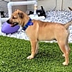 Thumbnail photo of Nigel #2
