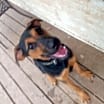 Thumbnail photo of RUFUS #2