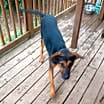 Thumbnail photo of RUFUS #3