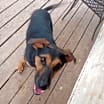 Thumbnail photo of RUFUS #4